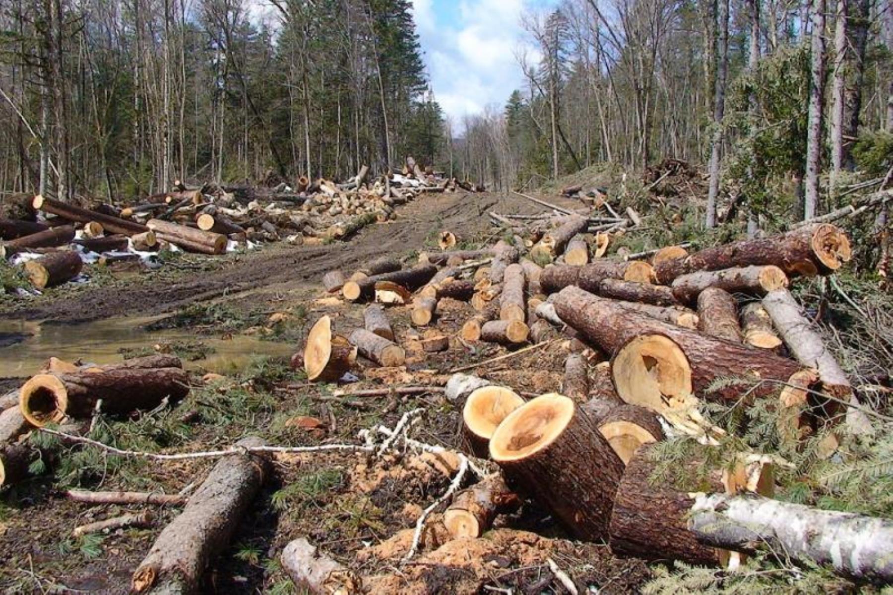 «Черные лесорубы» орудовали в Песковке