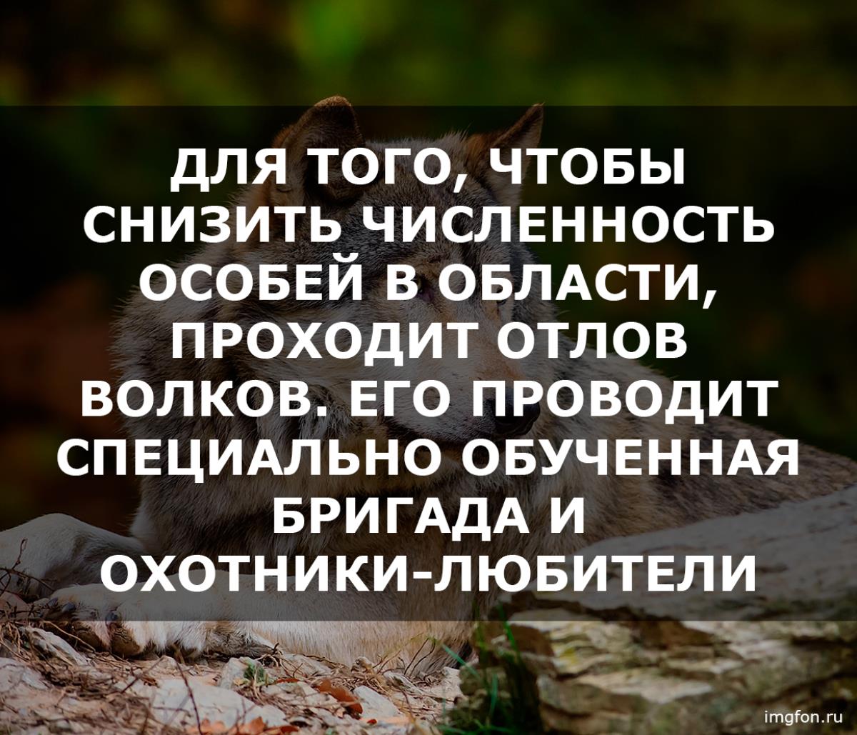 Наш район в тройке опасных по количеству волков