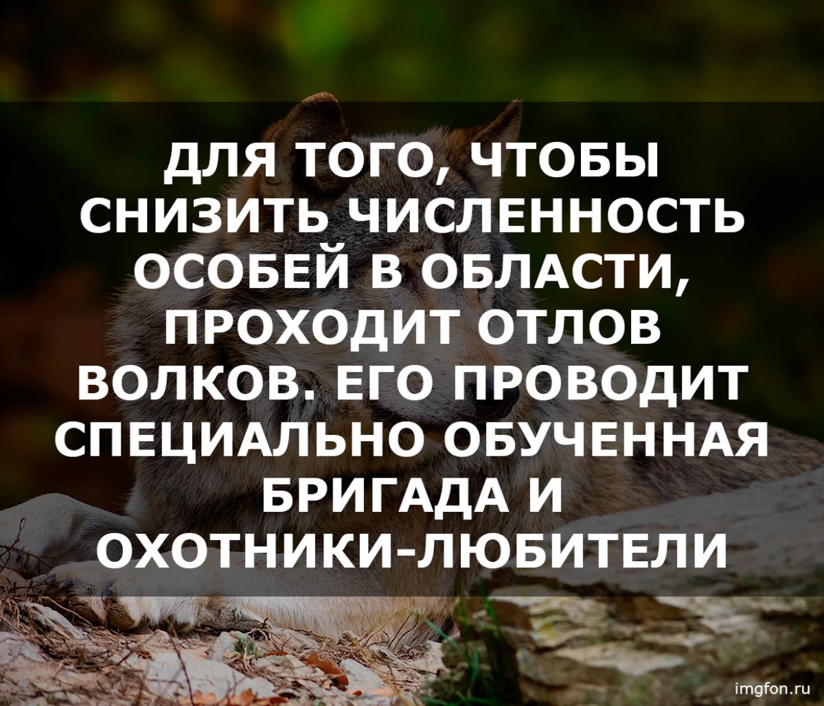 Наш район в тройке опасных по количеству волков