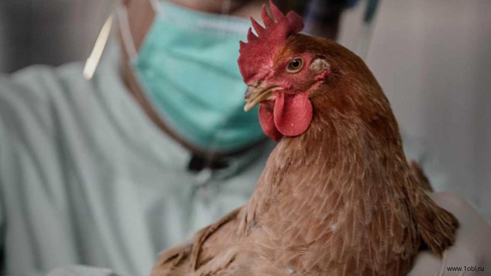 Птичий грипп в Омутнинске