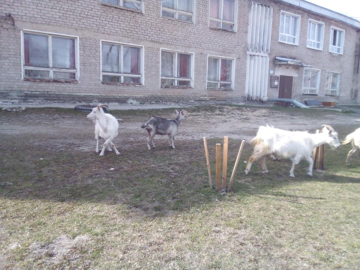В Песковке козы свободно разгуливают по улицам 