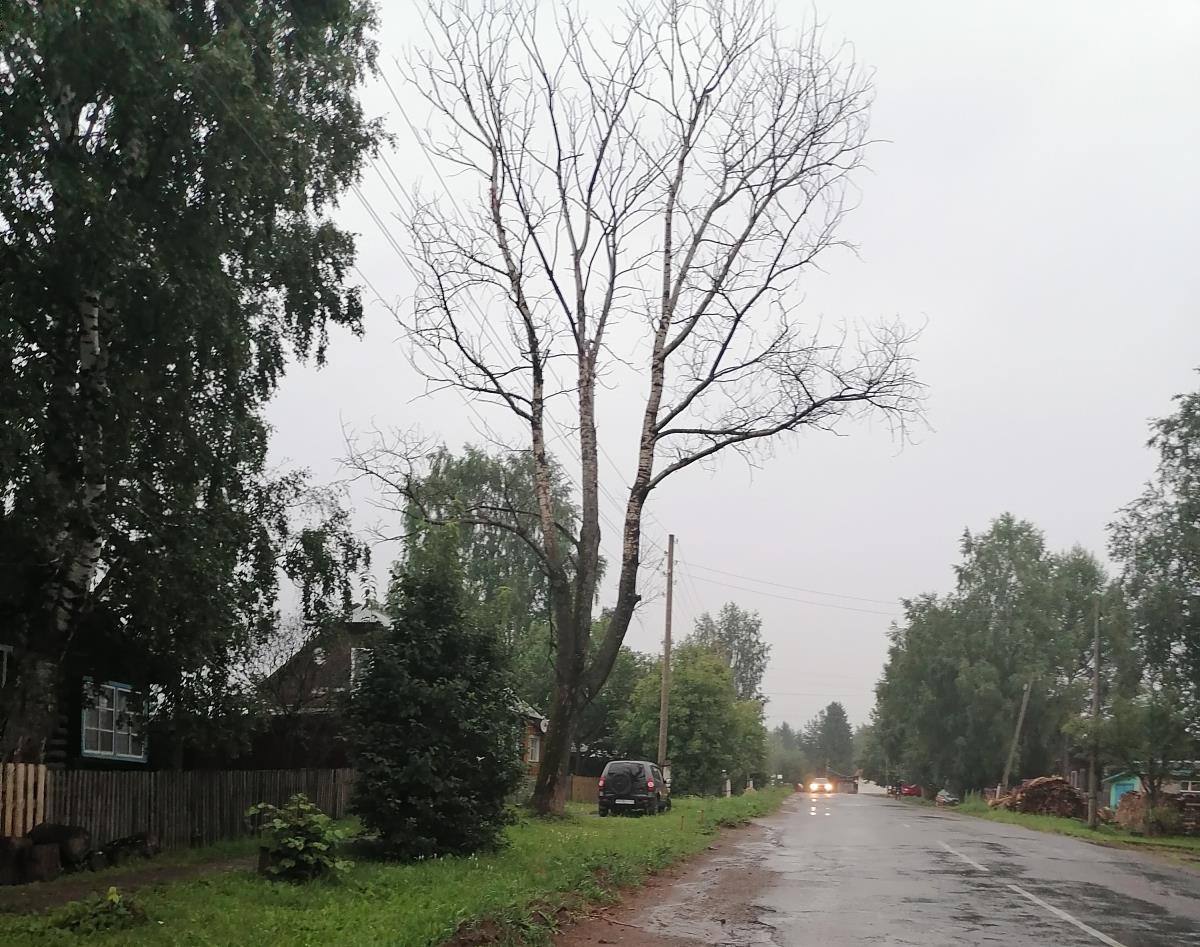 Старые деревья готовы рухнуть