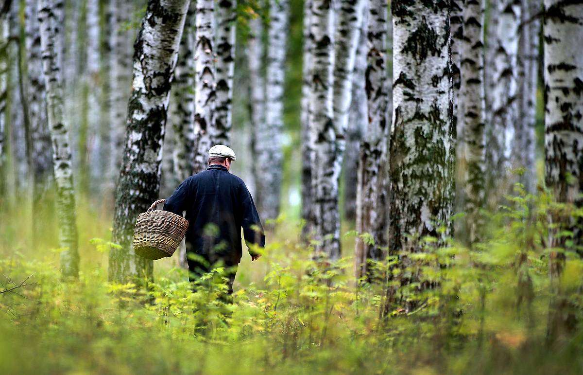 Лес не прощает беспечности