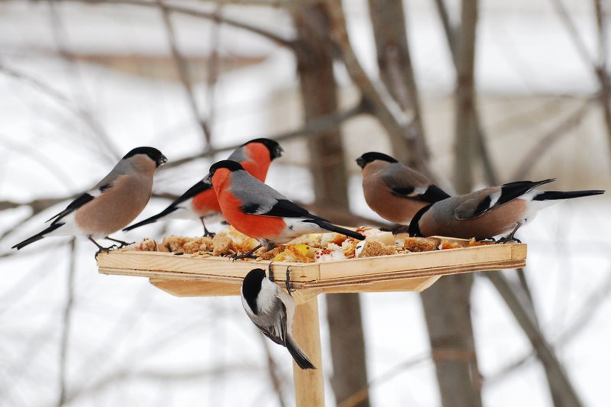 День зимующих птиц провели в Шахровке 