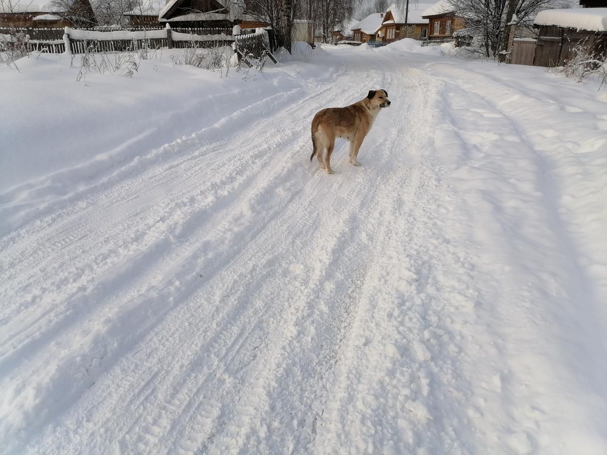 В ответе за тех, кого приручили