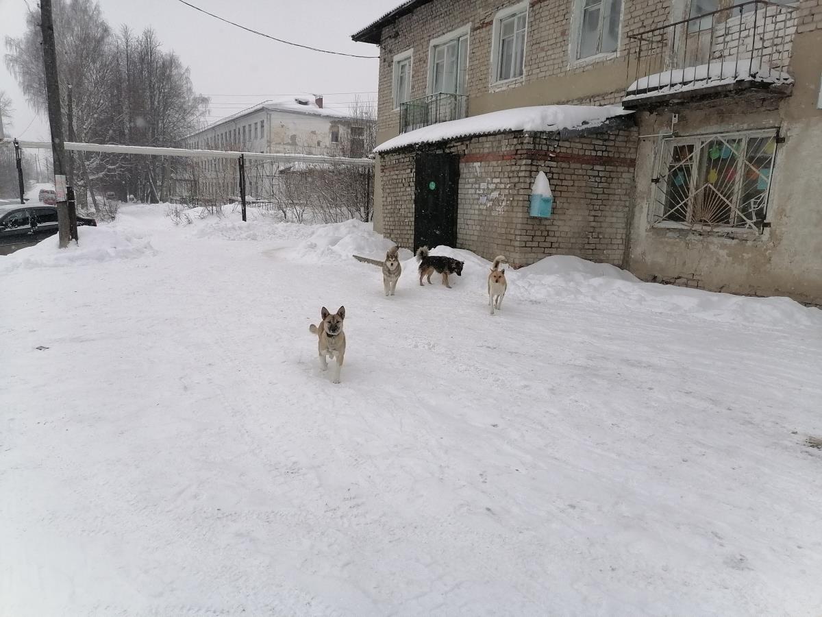 В прошлом году были отловлены 23 собаки