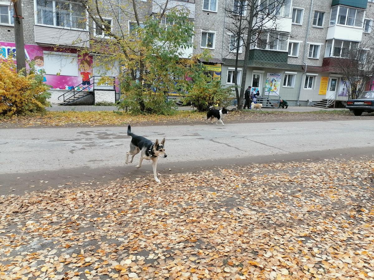 В приоритете – безопасность на улицах города