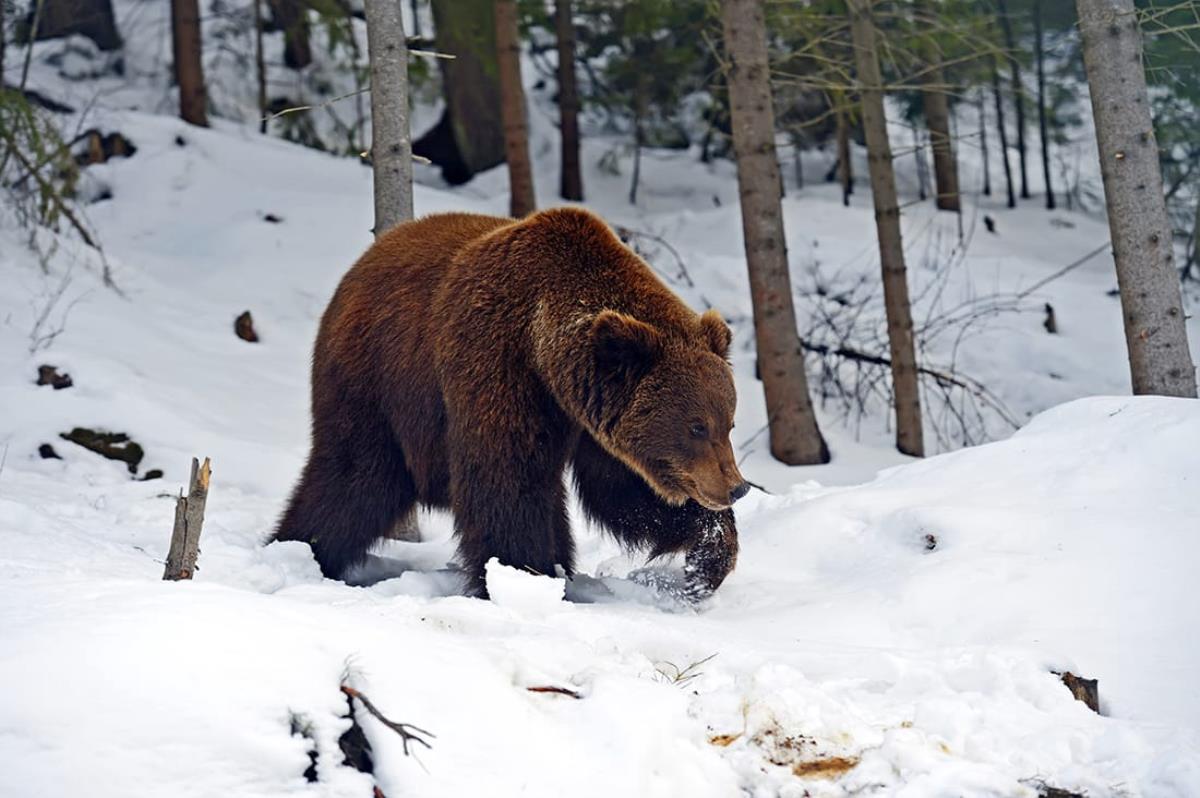 Весенняя охота на медведя начинается с 21 марта 