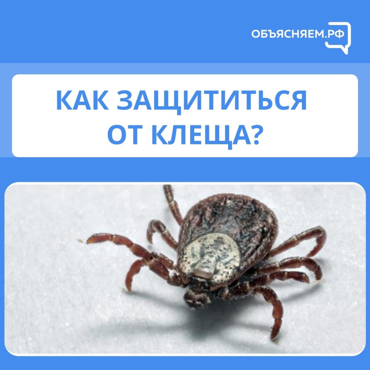 Остерегайтесь клещей!