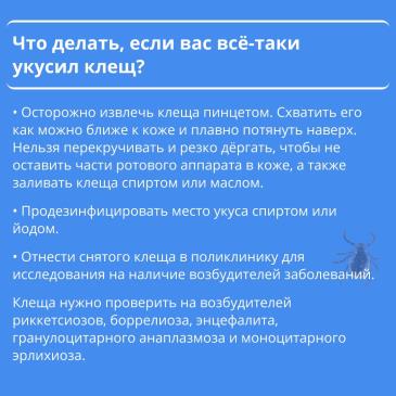 Клещ_2