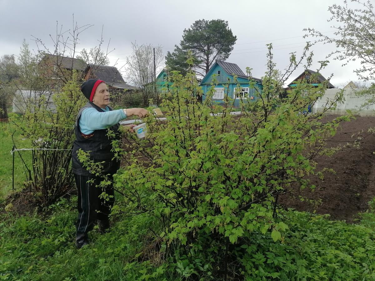 Регулярно подкармливайте и поливайте растения 