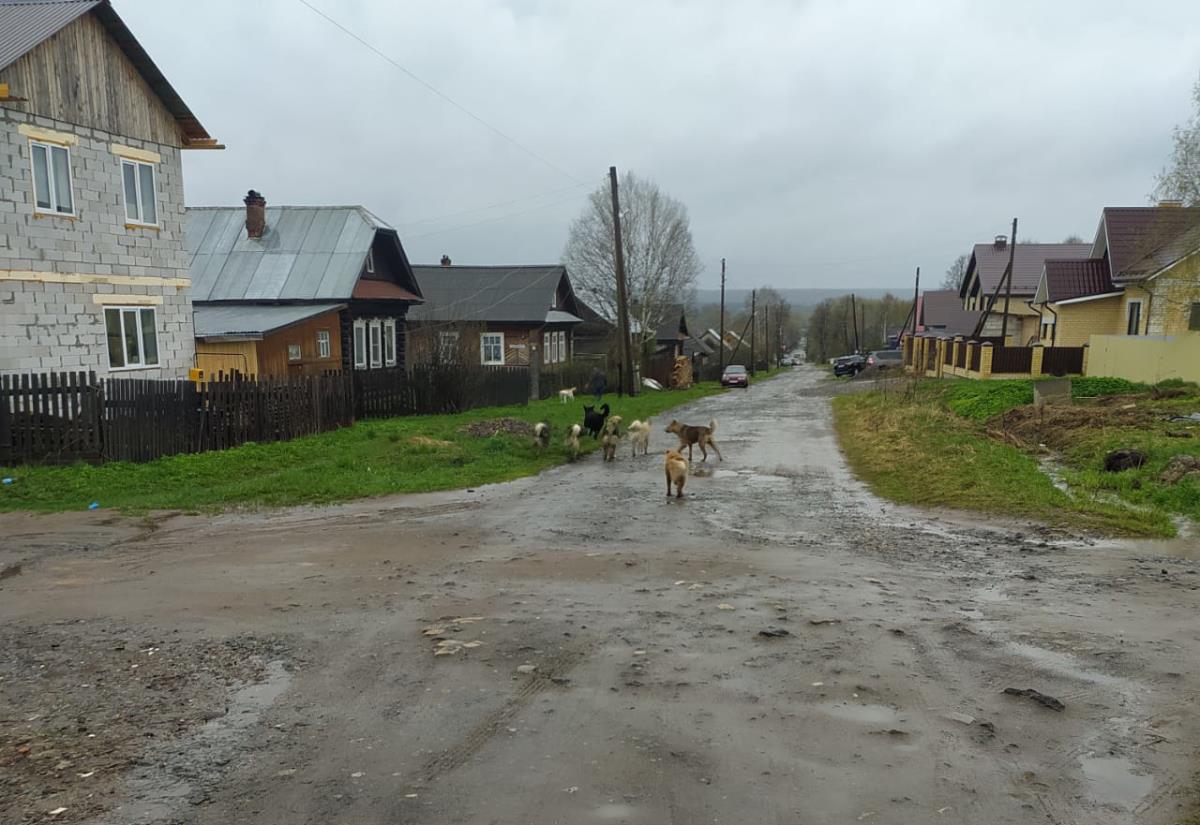 В районе отловили десять собак