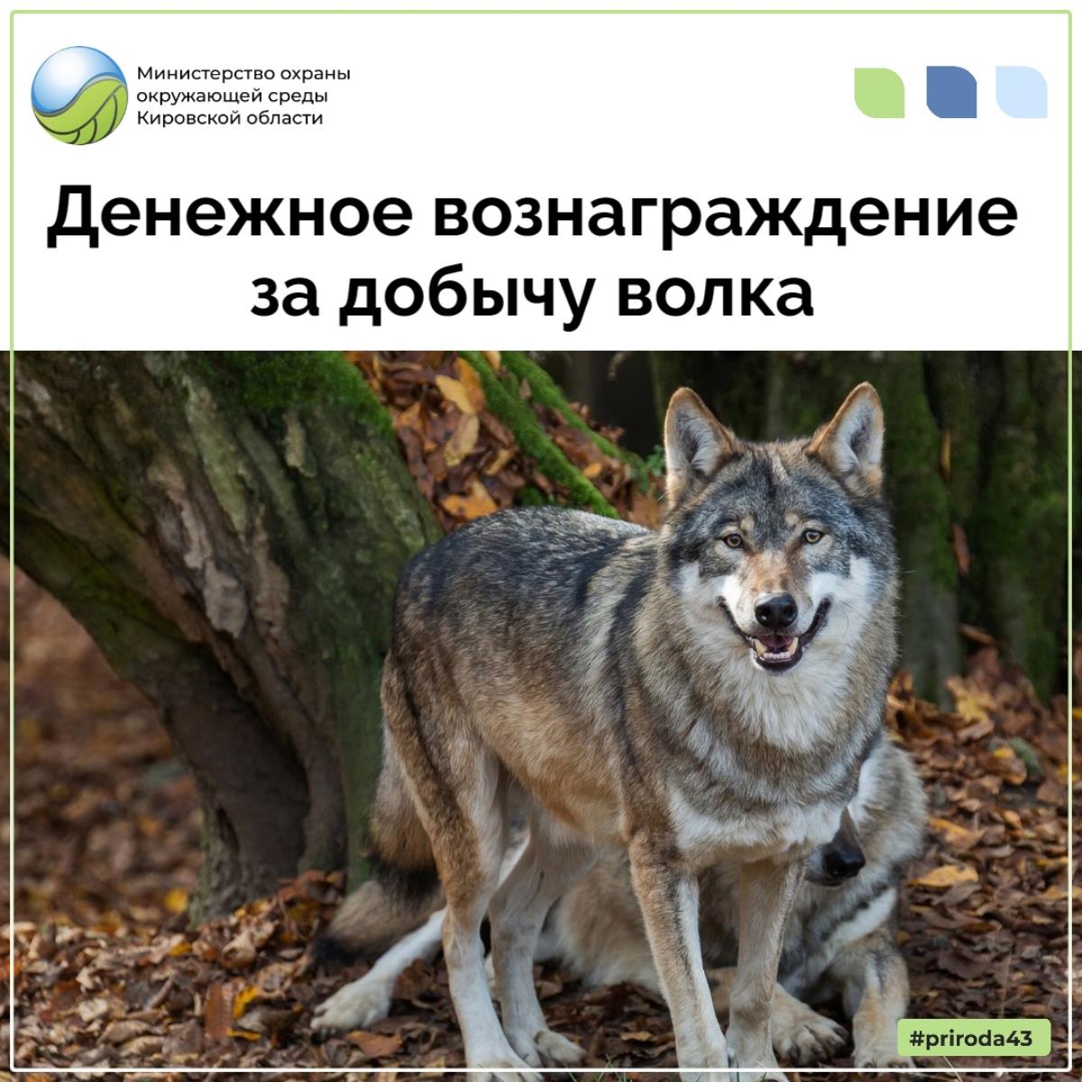 Для предупреждения угрозы захода волков в населенные пункты