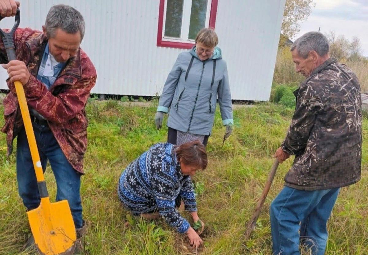 Высадили 15 саженцев дуба