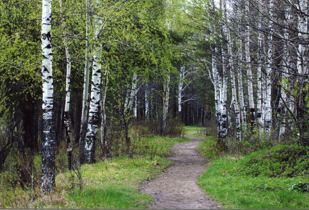 Лес Кировской области