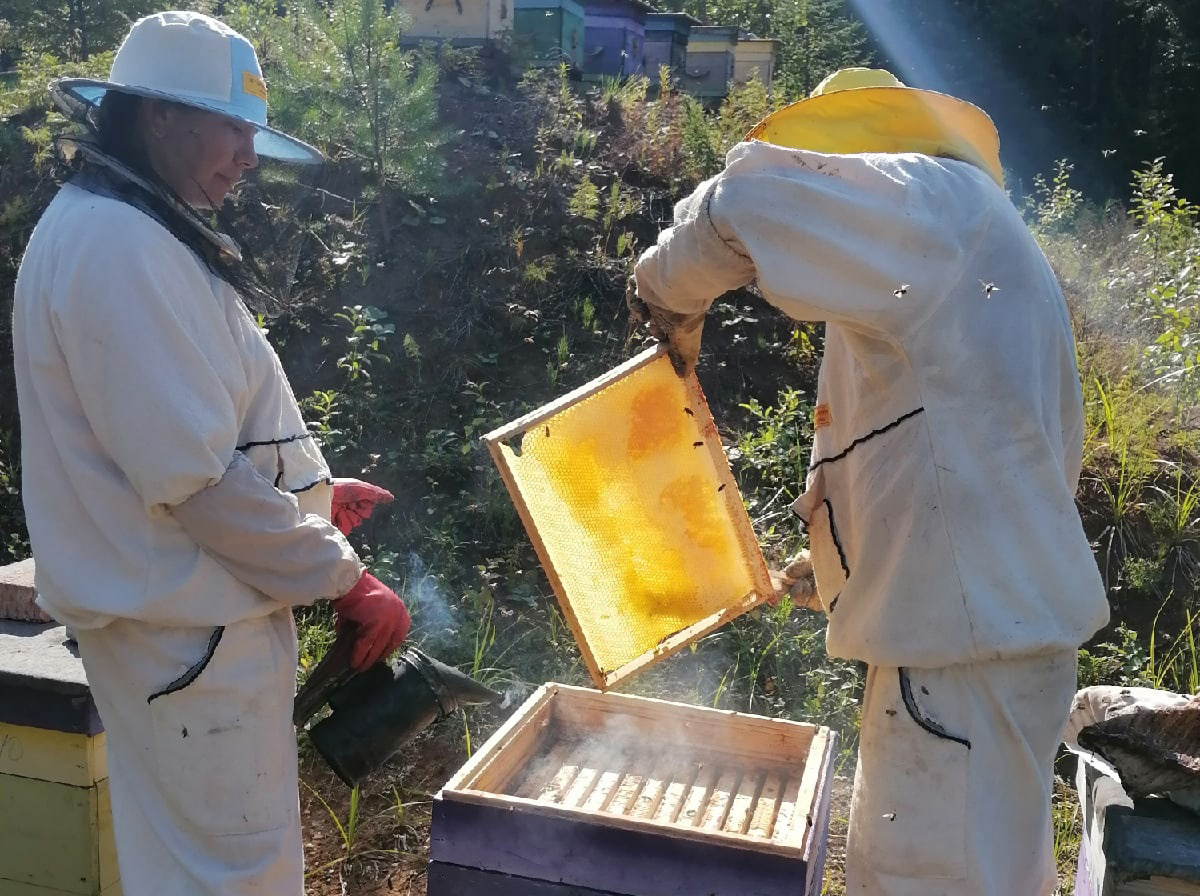 Полезное и вкусное хобби – пчеловодство