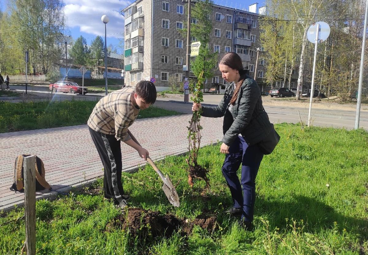 На улицах высаживают деревья и кустарники