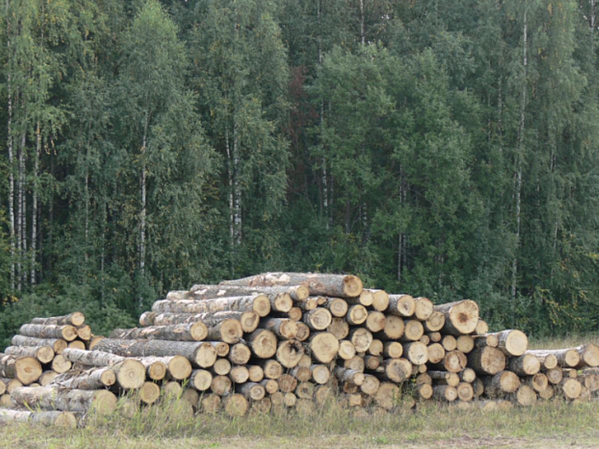 Кировская область занимает пятое место в России по объемам заготовки древесины