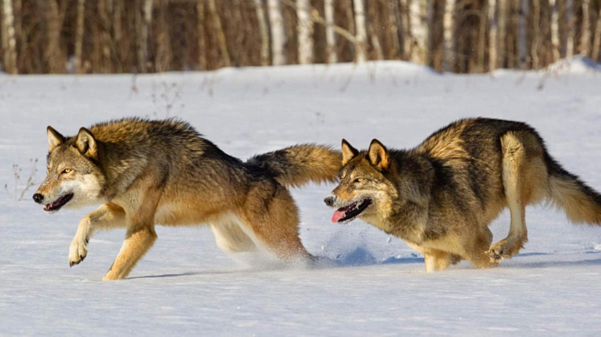 С начала года охотники добыли 254 волка