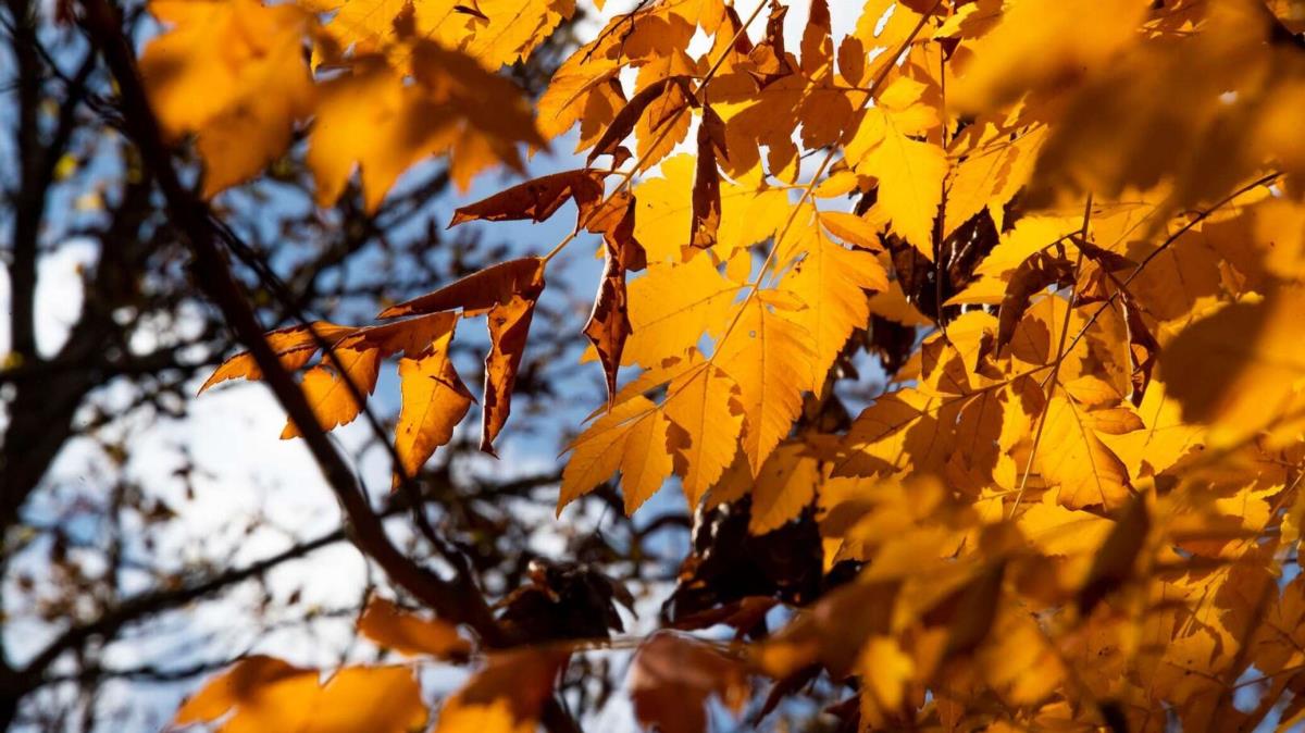 Первый день октября будет теплым