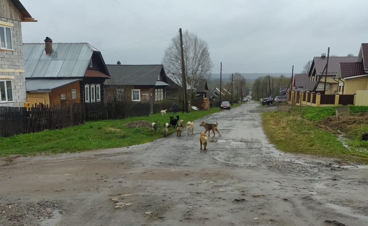 Мы в ответе за тех, кого приручили