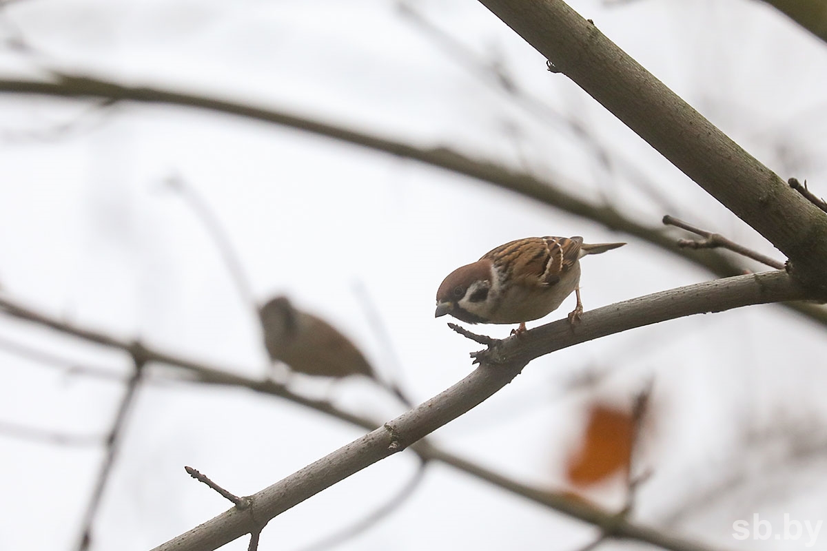 Холодно и без осадков