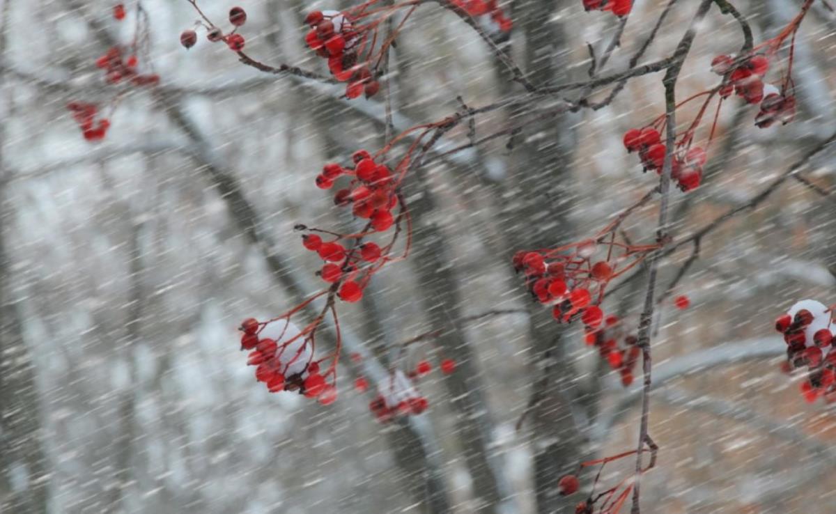 Сильный ветер и дождь