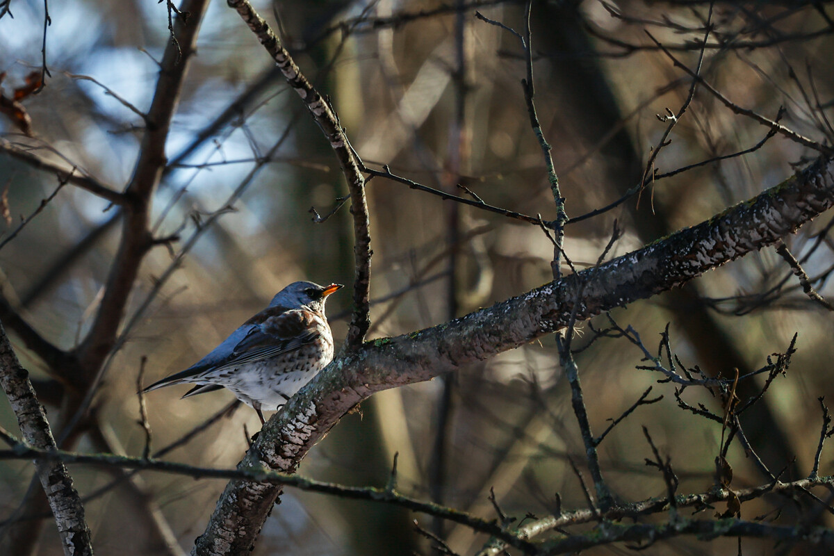 Без ветра и без осадков