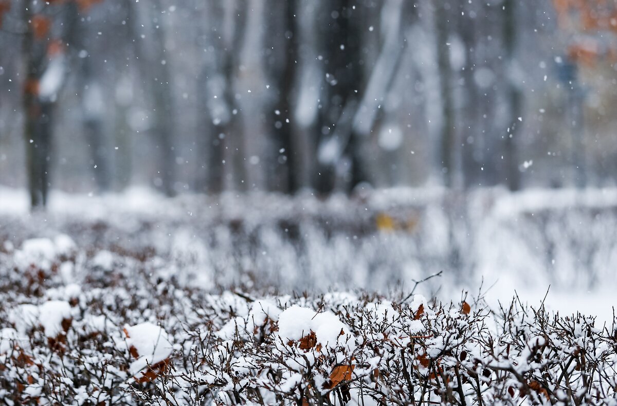 Теплая погода сохраняется