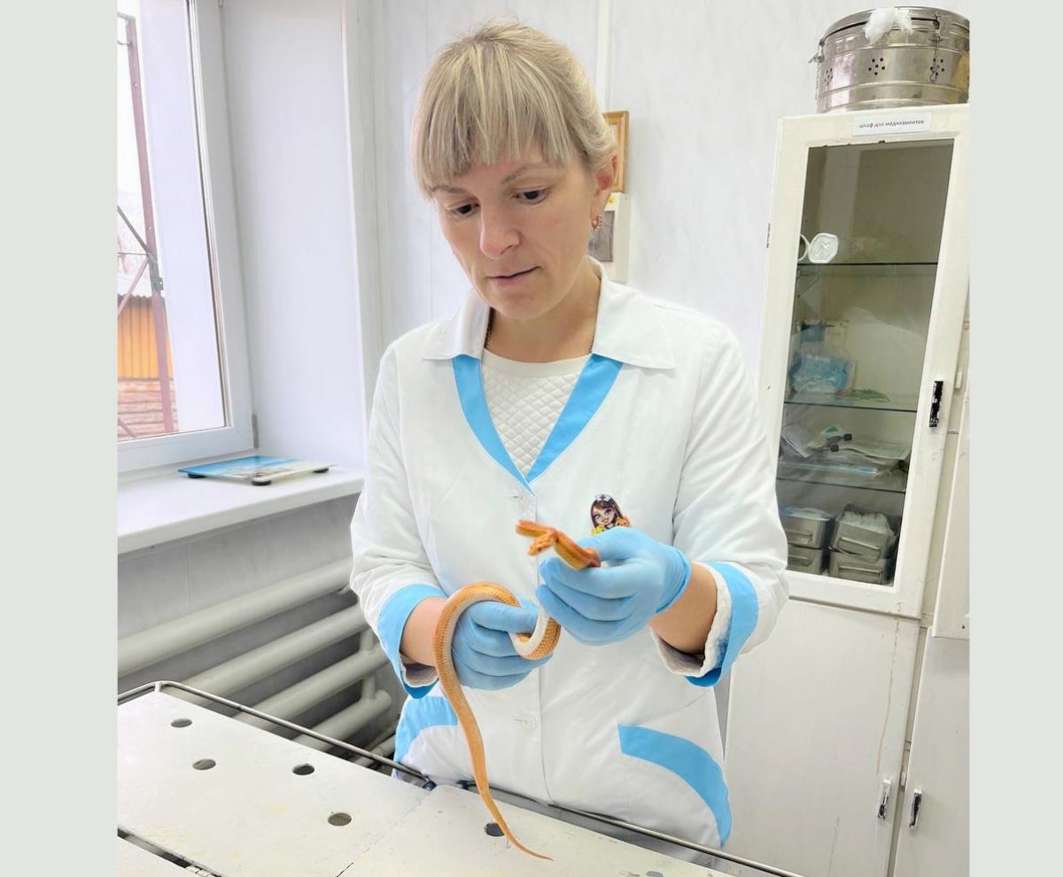 Лечат и кошек, и черепах