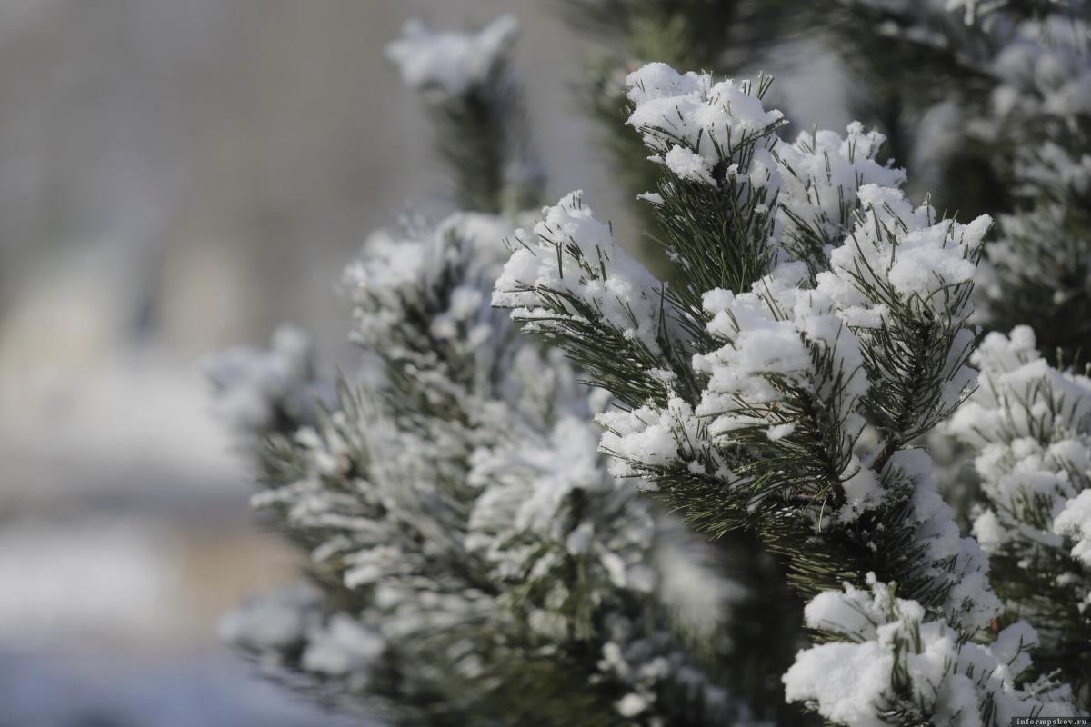 Легкий мороз