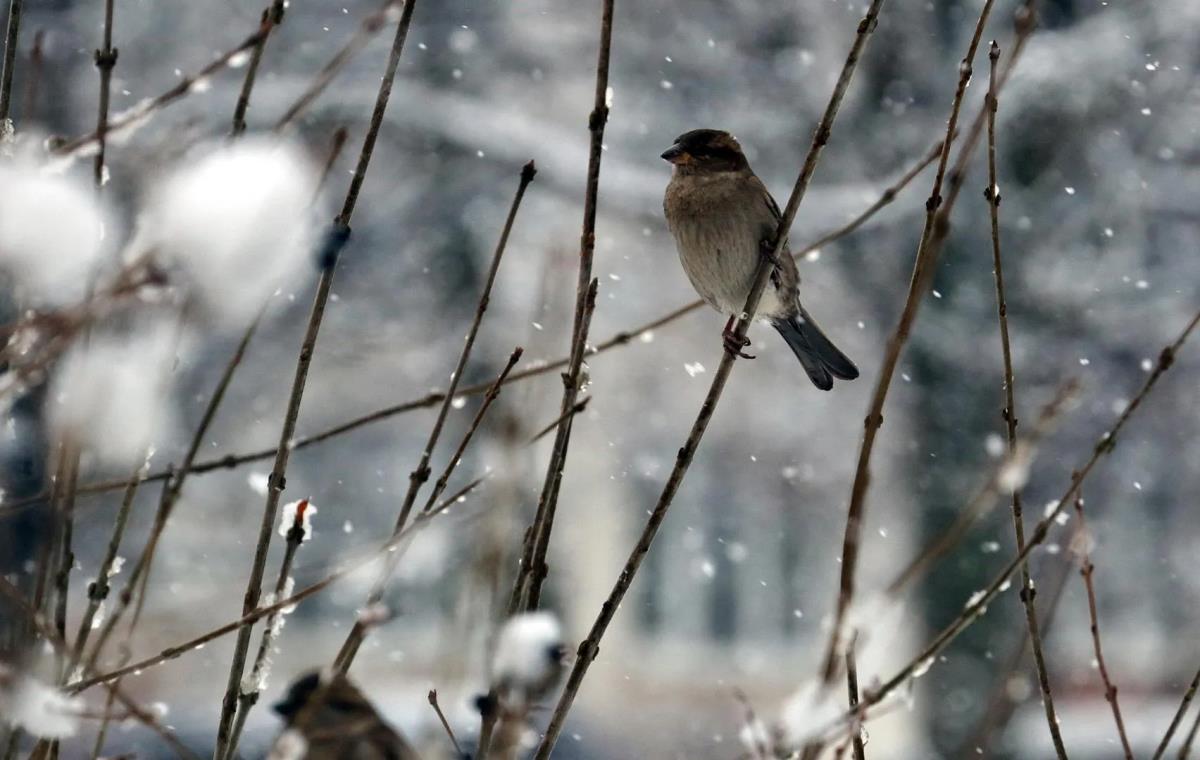 Умеренная температура